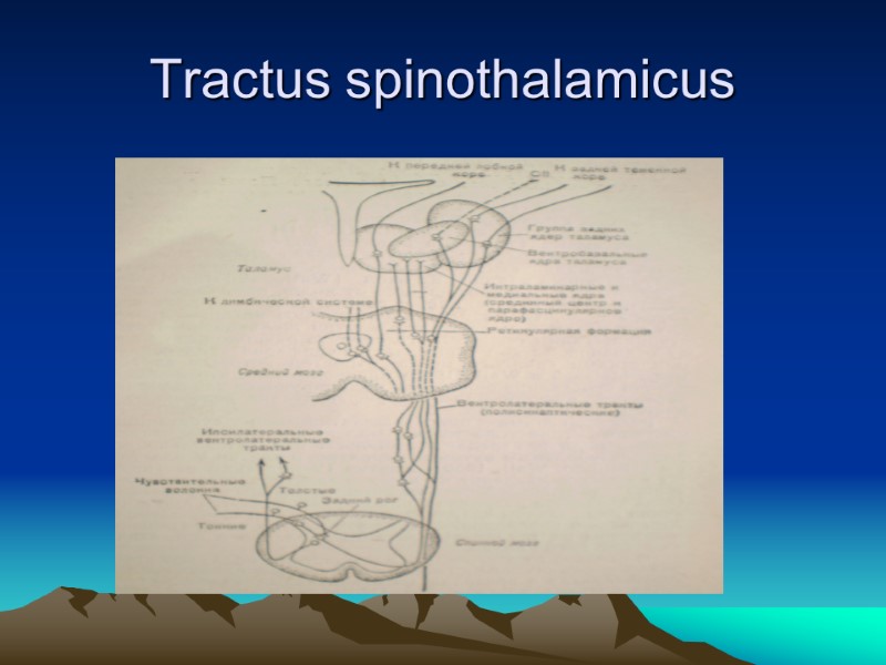 Tractus spinothalamicus
